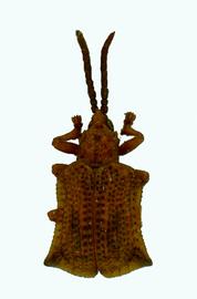   Oncocephala habitus.  